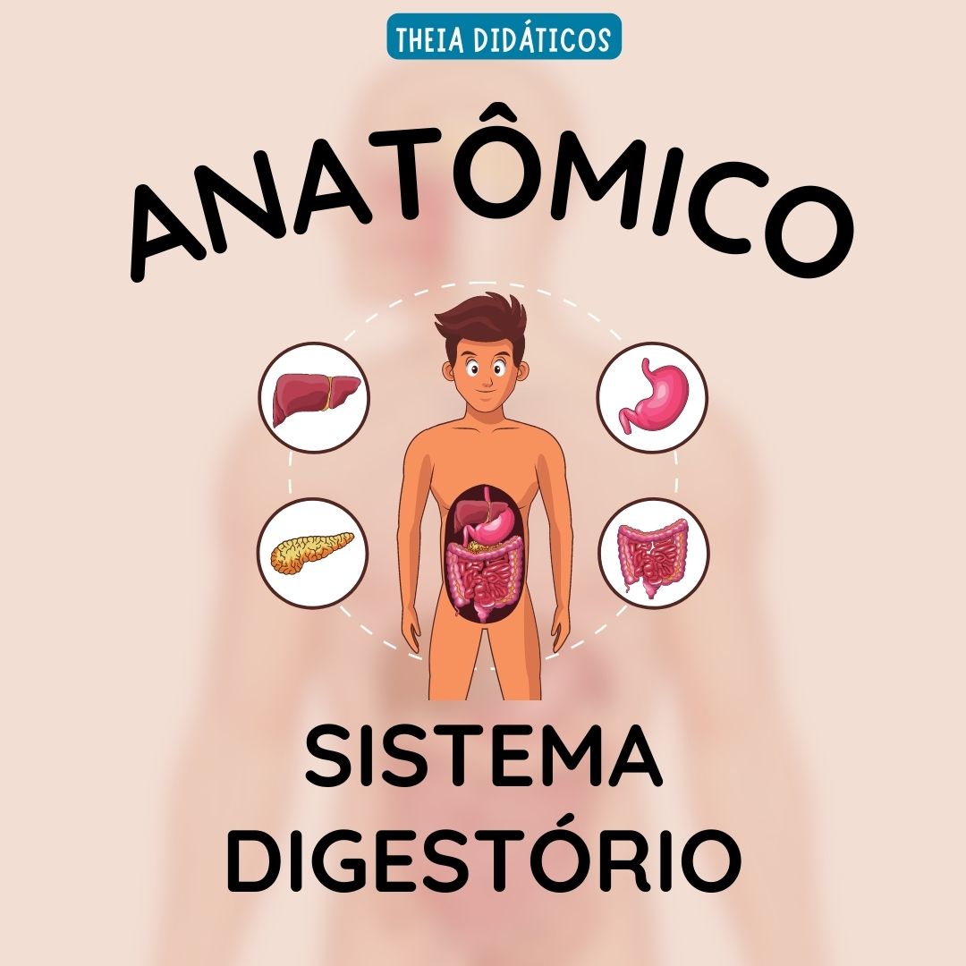 Anat Mico Sistema Digest Rio Theia Did Ticos