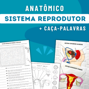 Sistema Reprodutor Feminino e Masculino + Desenvolvimento Embrionário