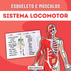 Sistema locomotor - Esqueleto e Músculos